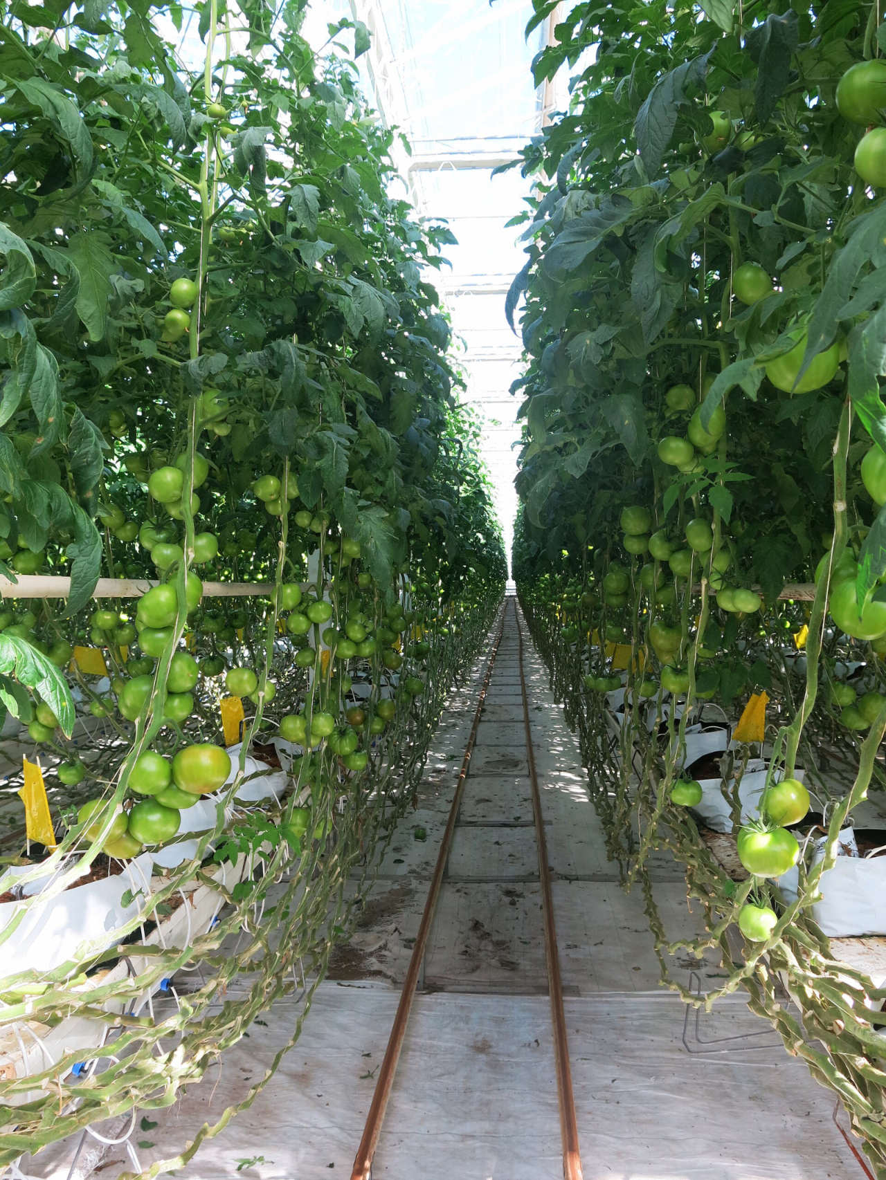 A long greenhouse aisle with heating-pipe rails between tall rows of tomato plants growing from white substrate bags.