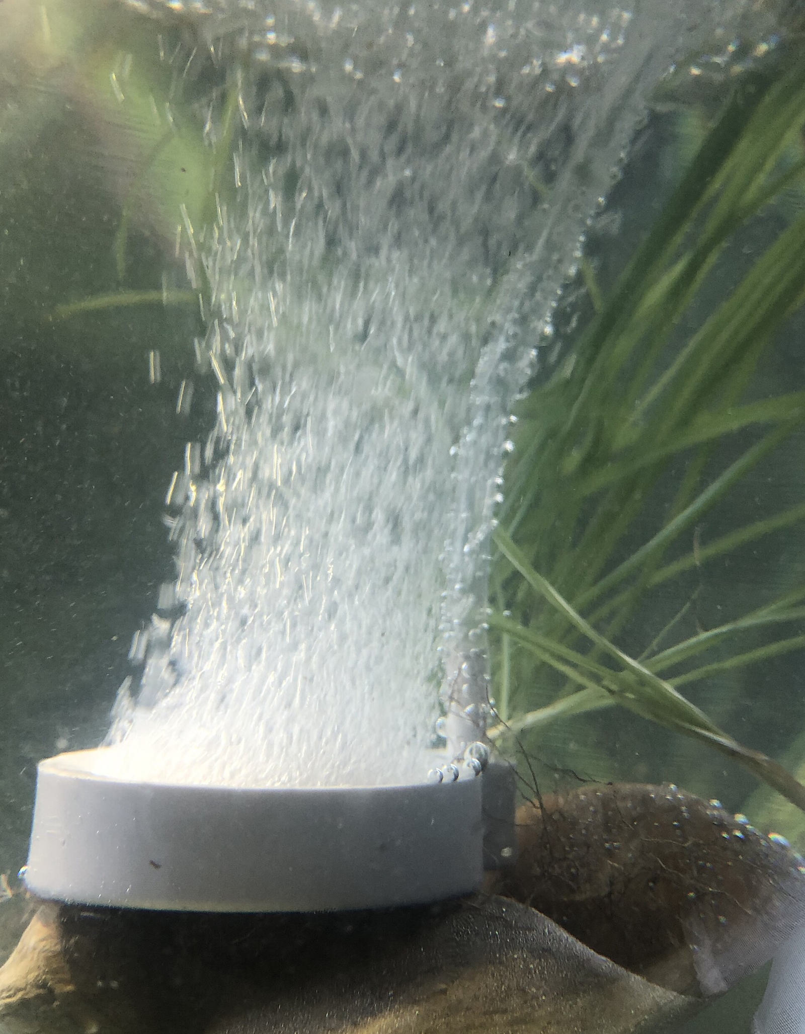 Under water, a white disc-shaped air stone releases a dense column of fine bubbles.