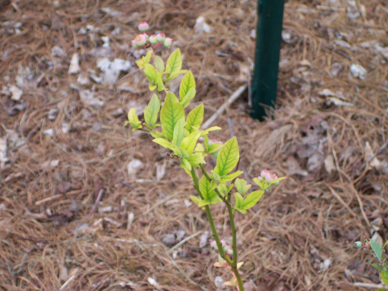 A young blueberry shoot in pine mulch with pale yellow-green young leaves.