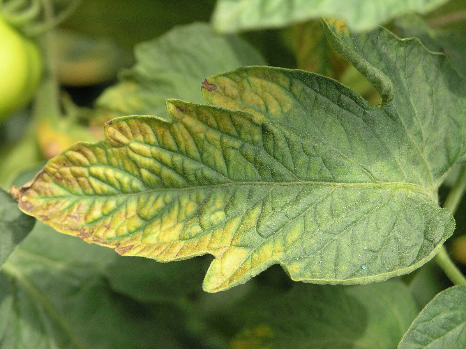 A tomato leaf yellowing and browning along its margins and between the veins, the centre still green.