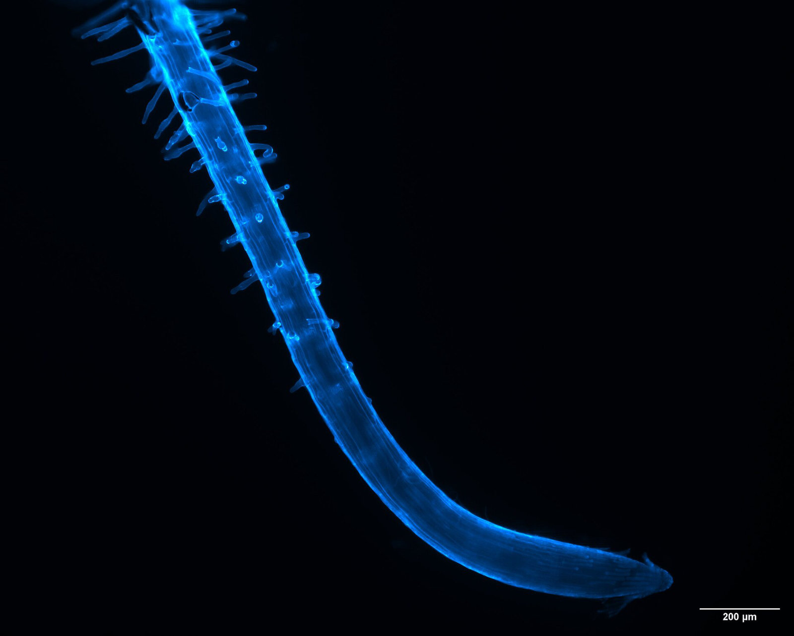 Blue fluorescence micrograph of a thin seedling root with many short root hairs along its length; scale bar 200 micrometres.