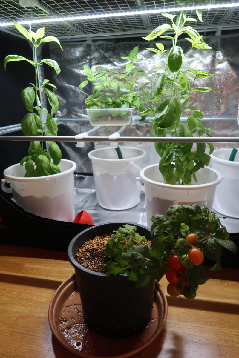 White buckets with pepper and basil plants under a grow light, and a black pot with a small tomato plant in front, none of them with pumps or air lines.