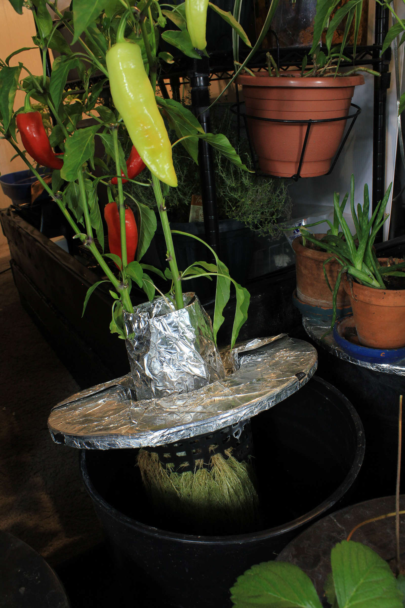 A pepper plant with ripe fruit in a foil-covered lid lifted off a black bucket, showing a net pot and white roots below it.