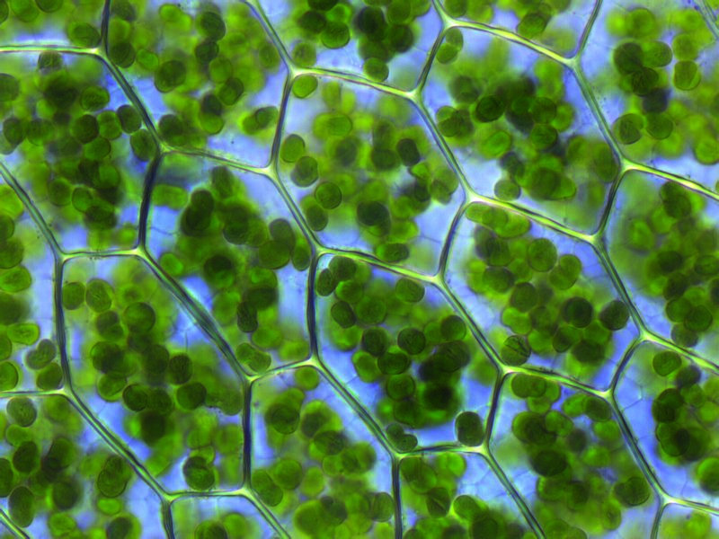 Micrograph of moss leaf cells, each cell packed with round green chloroplasts.