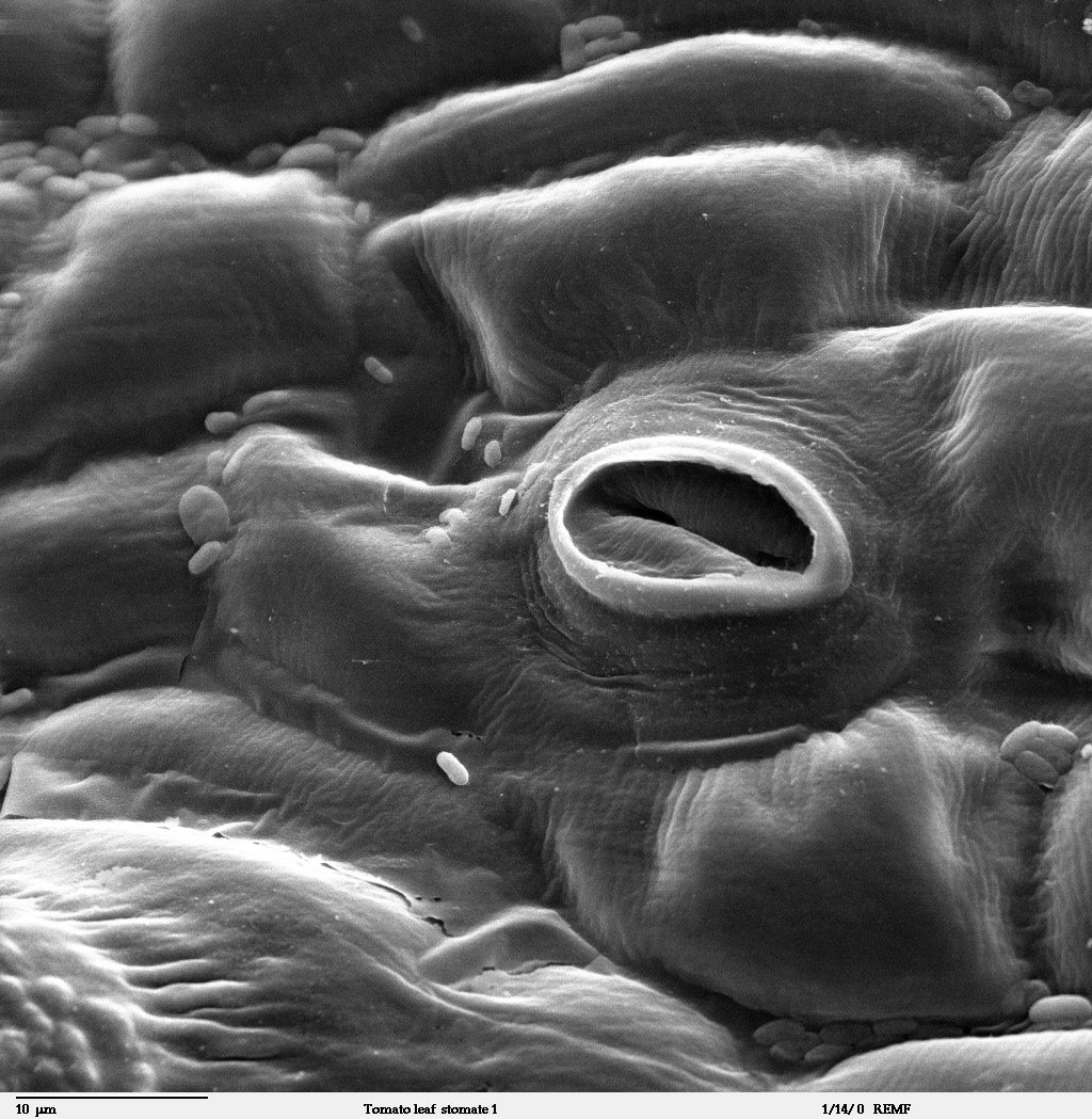 Grey scanning electron micrograph of a single stoma on a tomato leaf: an oval pore between two raised guard cells, surrounded by epidermal cells.