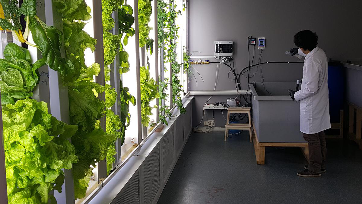 A person in a white lab coat testing water beside a tank, with vertical growing towers of leafy plants along a window.