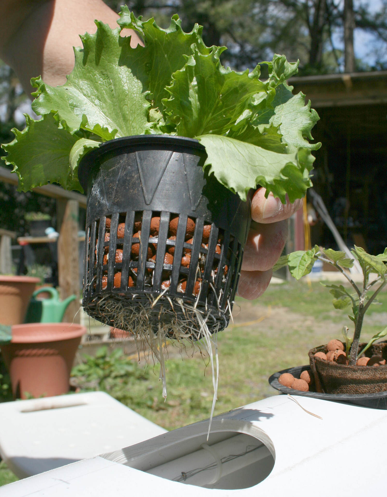 A hand lifts a lettuce in a net pot of clay pebbles out of a white plastic channel; long white roots hang from the pot, dripping.